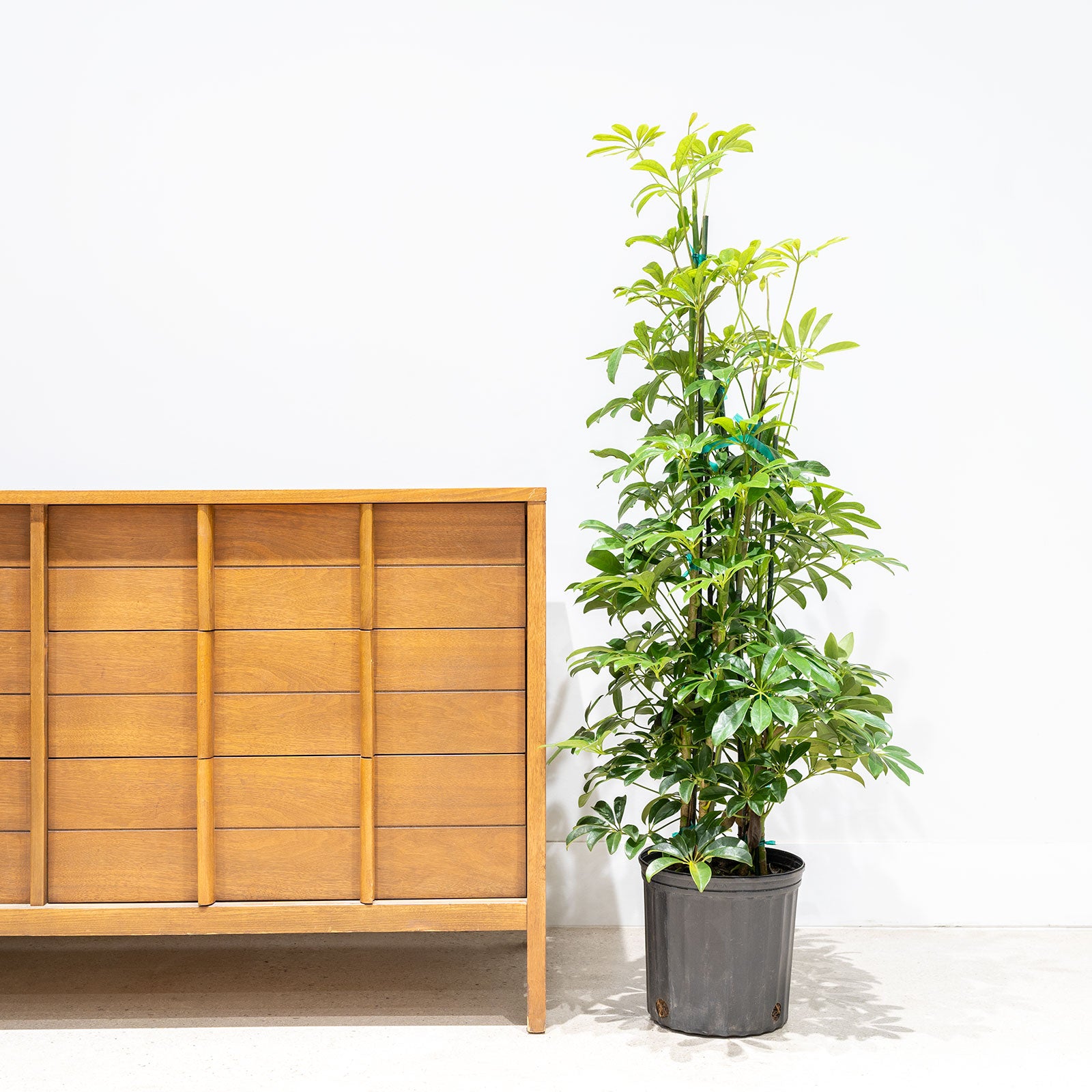 Dwarf Umbrella Tree | Care Guide and Pro Tips - Delivery from Toronto across Canada - JOMO Studio
