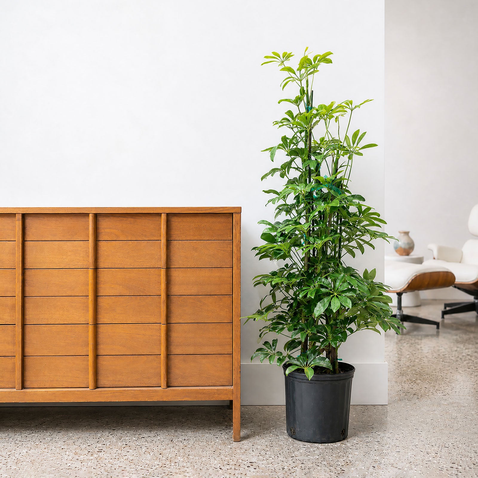 Dwarf Umbrella Tree | Care Guide and Pro Tips - Delivery from Toronto across Canada - JOMO Studio