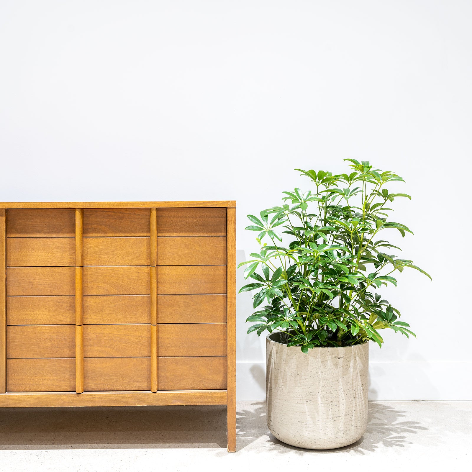 Dwarf Umbrella Tree | Care Guide and Pro Tips - Delivery from Toronto across Canada - JOMO Studio