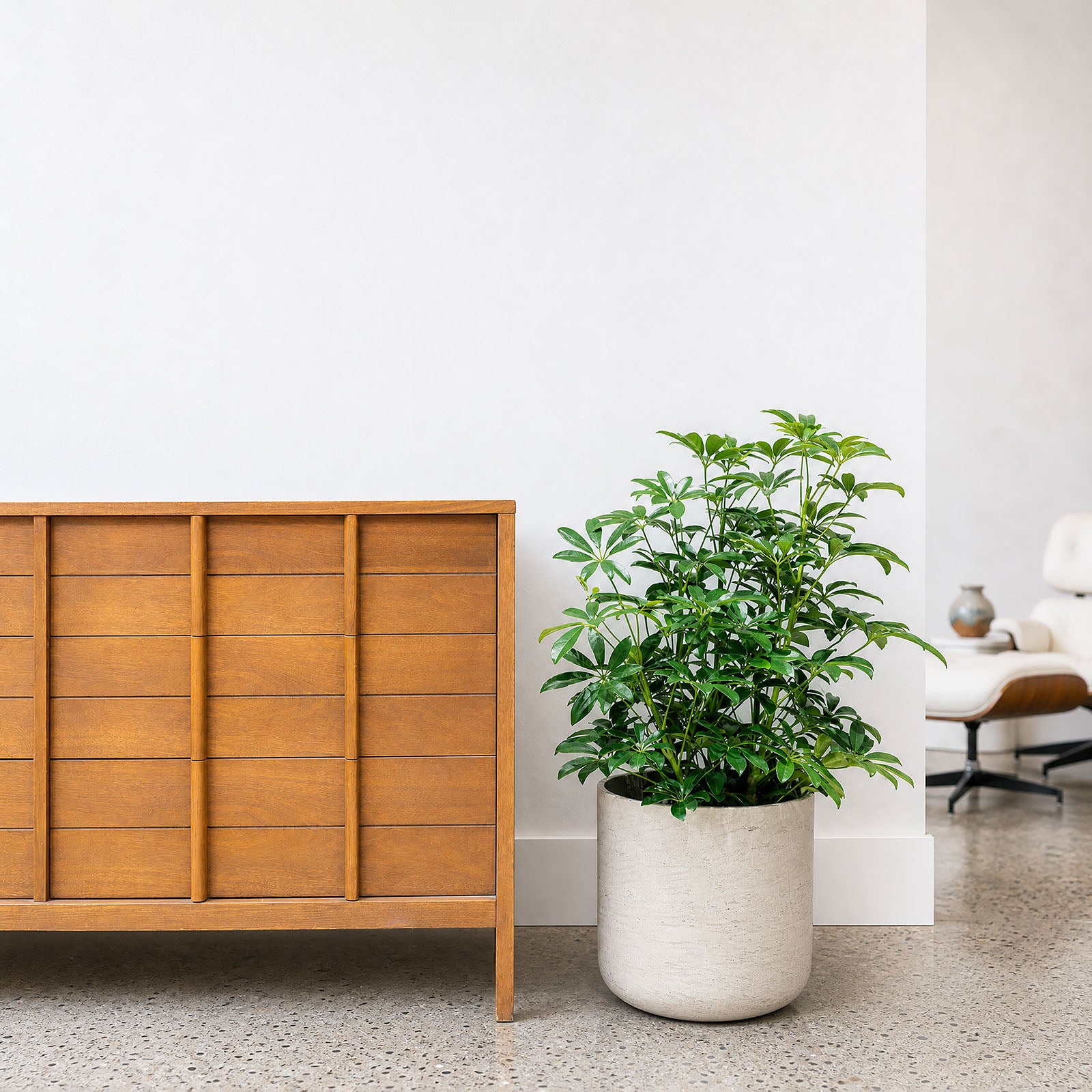 Dwarf Umbrella Tree | Care Guide and Pro Tips - Delivery from Toronto across Canada - JOMO Studio