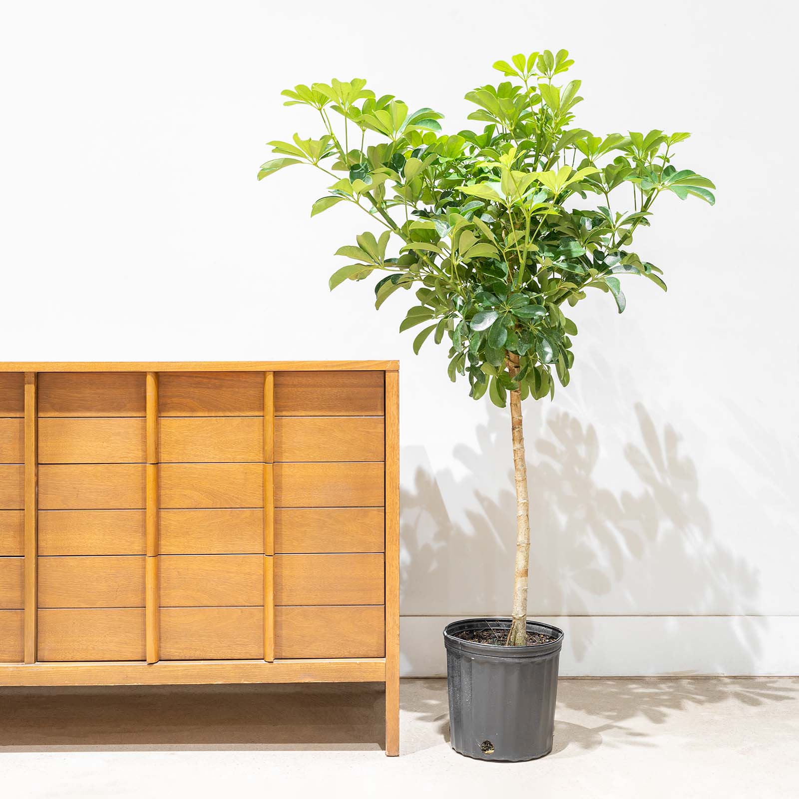 Dwarf Umbrella Tree | Care Guide and Pro Tips - Delivery from Toronto across Canada - JOMO Studio