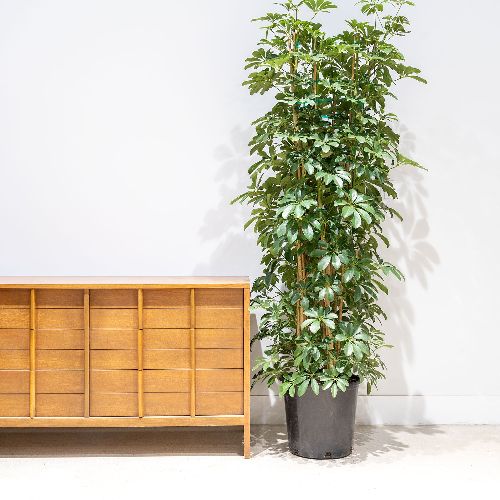 Dwarf Umbrella Tree | Care Guide and Pro Tips - Delivery from Toronto across Canada - JOMO Studio