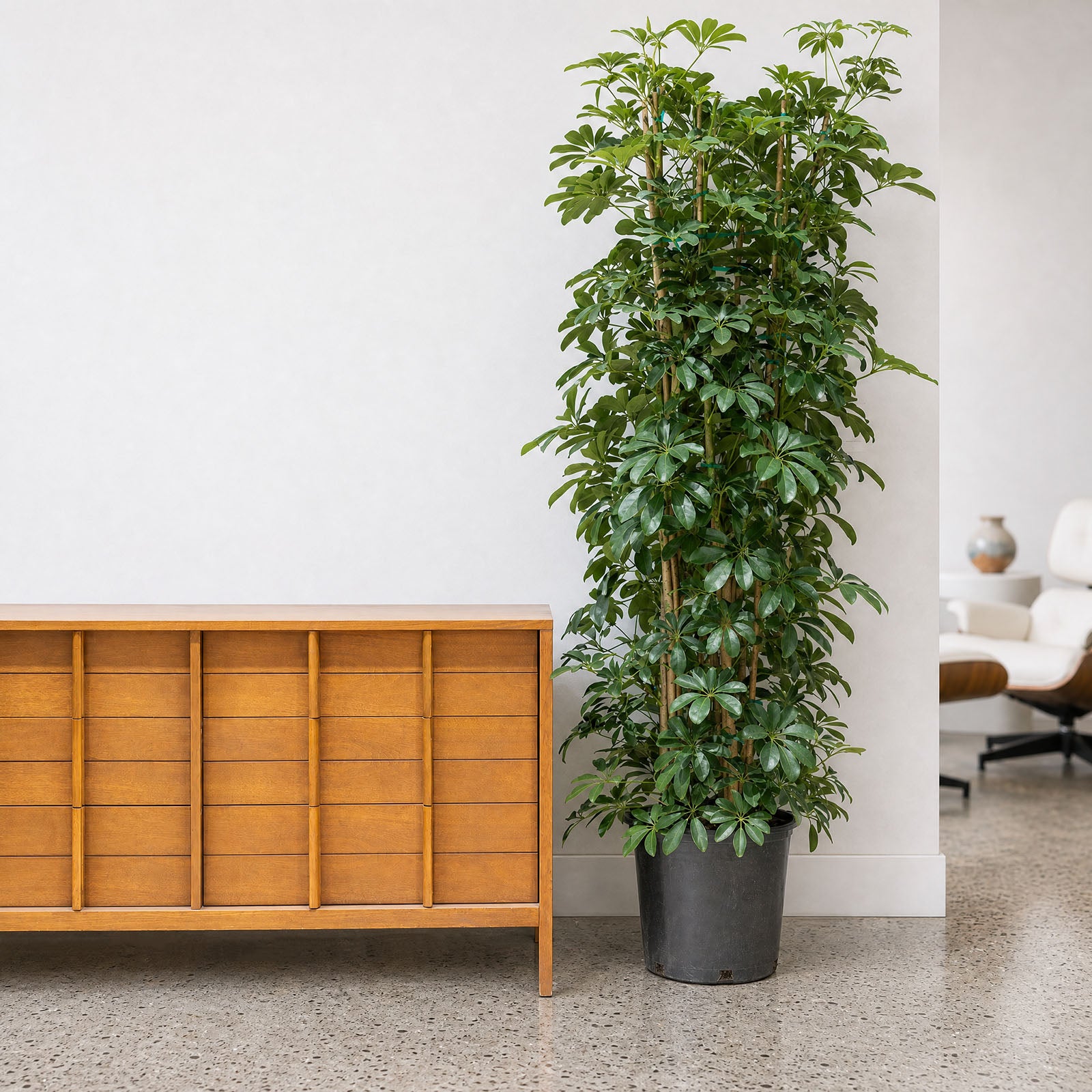 Dwarf Umbrella Tree | Care Guide and Pro Tips - Delivery from Toronto across Canada - JOMO Studio