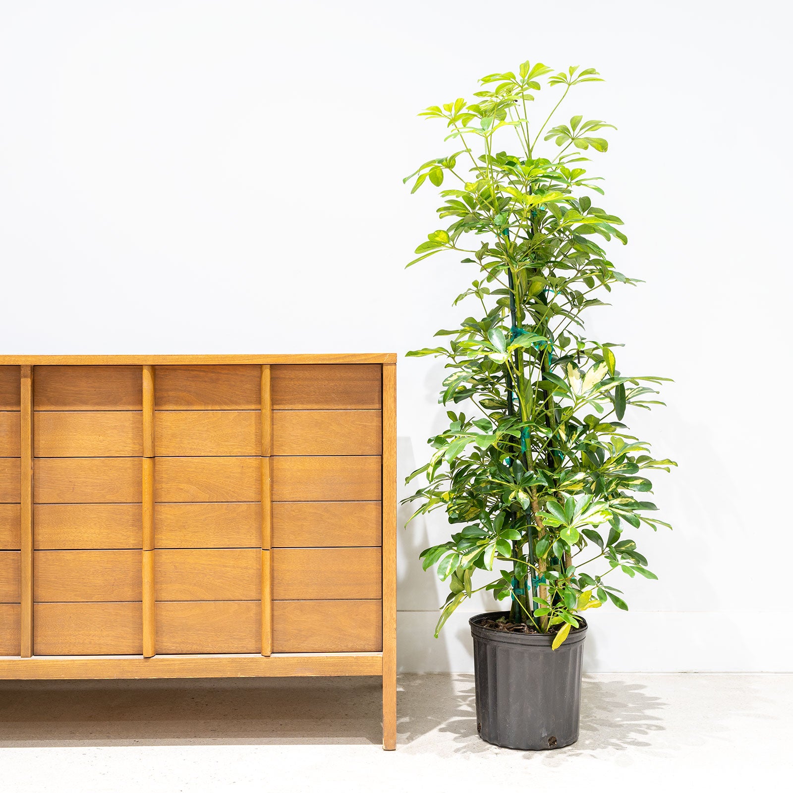 Dwarf Umbrella Tree Variegata | Care Guide and Pro Tips - Delivery from Toronto across Canada - JOMO Studio