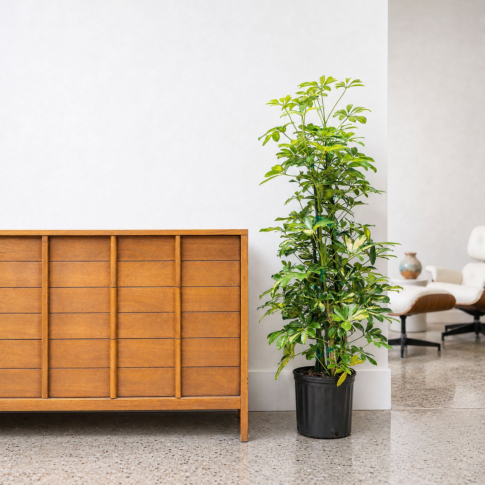 Dwarf Umbrella Tree Variegata | Care Guide and Pro Tips - Delivery from Toronto across Canada - JOMO Studio