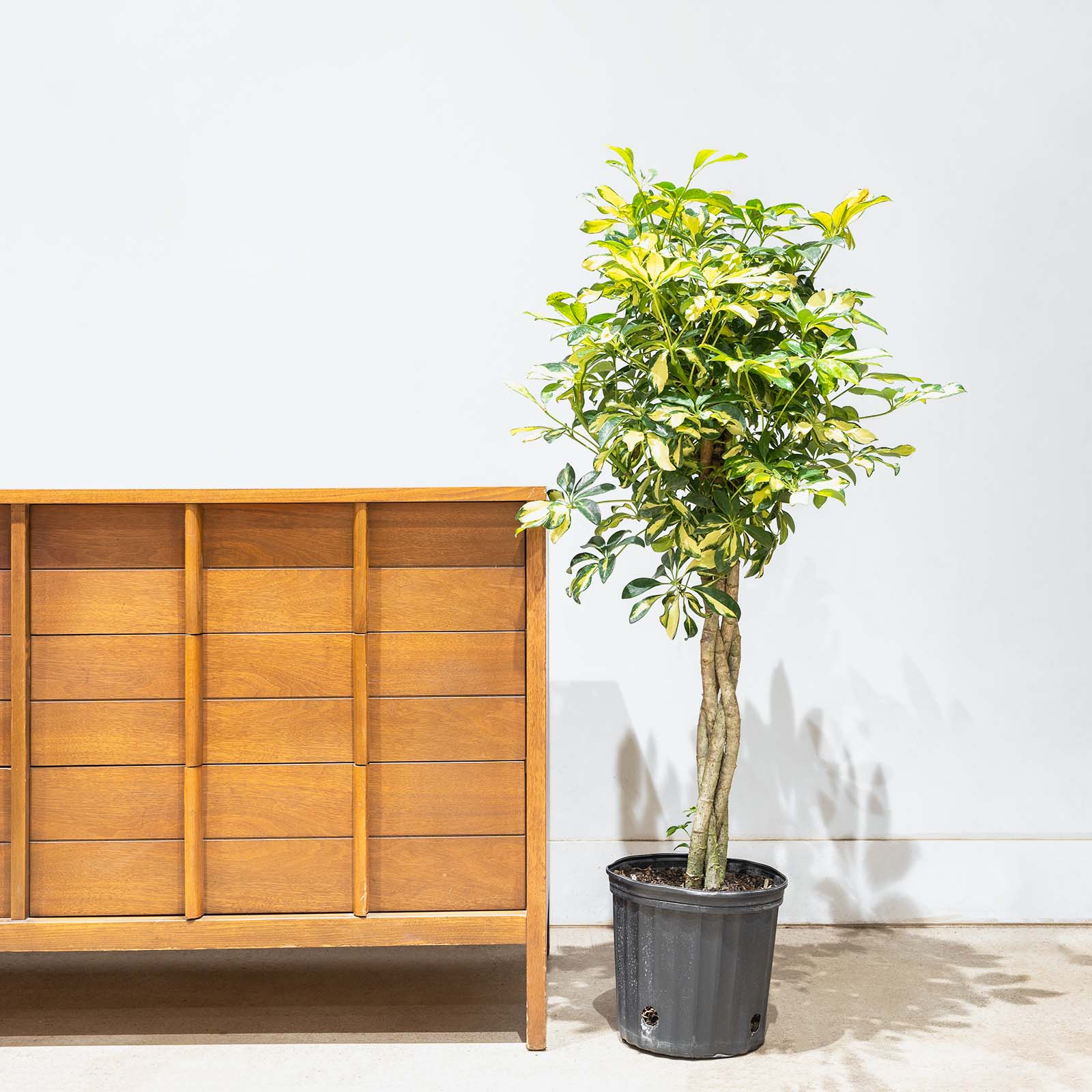 Dwarf Umbrella Tree Variegata | Care Guide and Pro Tips - Delivery from Toronto across Canada - JOMO Studio