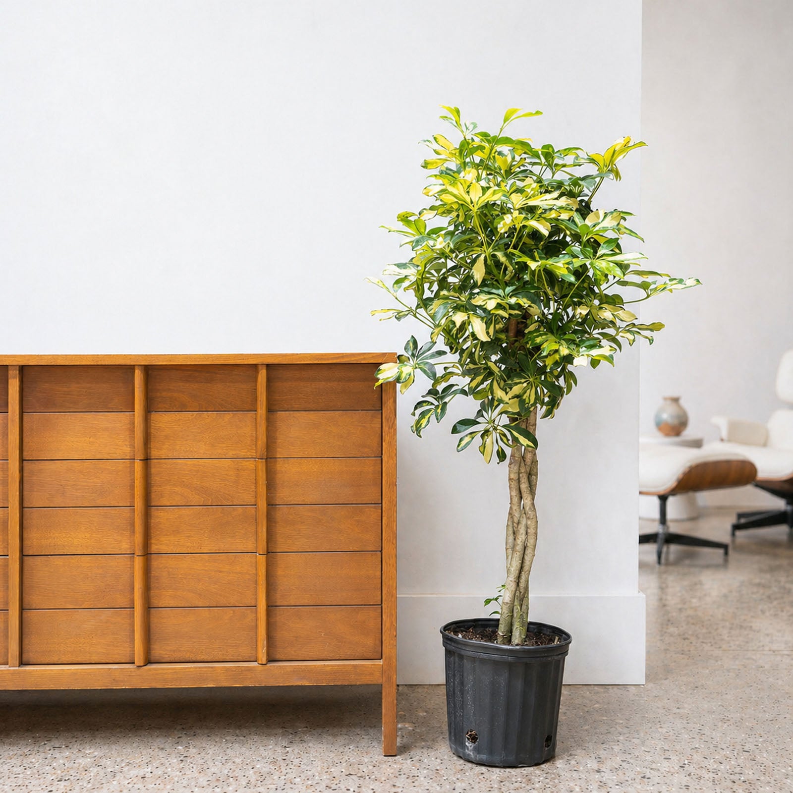 Dwarf Umbrella Tree Variegata | Care Guide and Pro Tips - Delivery from Toronto across Canada - JOMO Studio