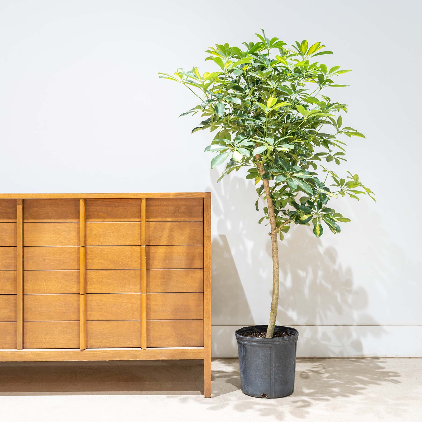 Dwarf Umbrella Tree Variegata | Care Guide and Pro Tips - Delivery from Toronto across Canada - JOMO Studio