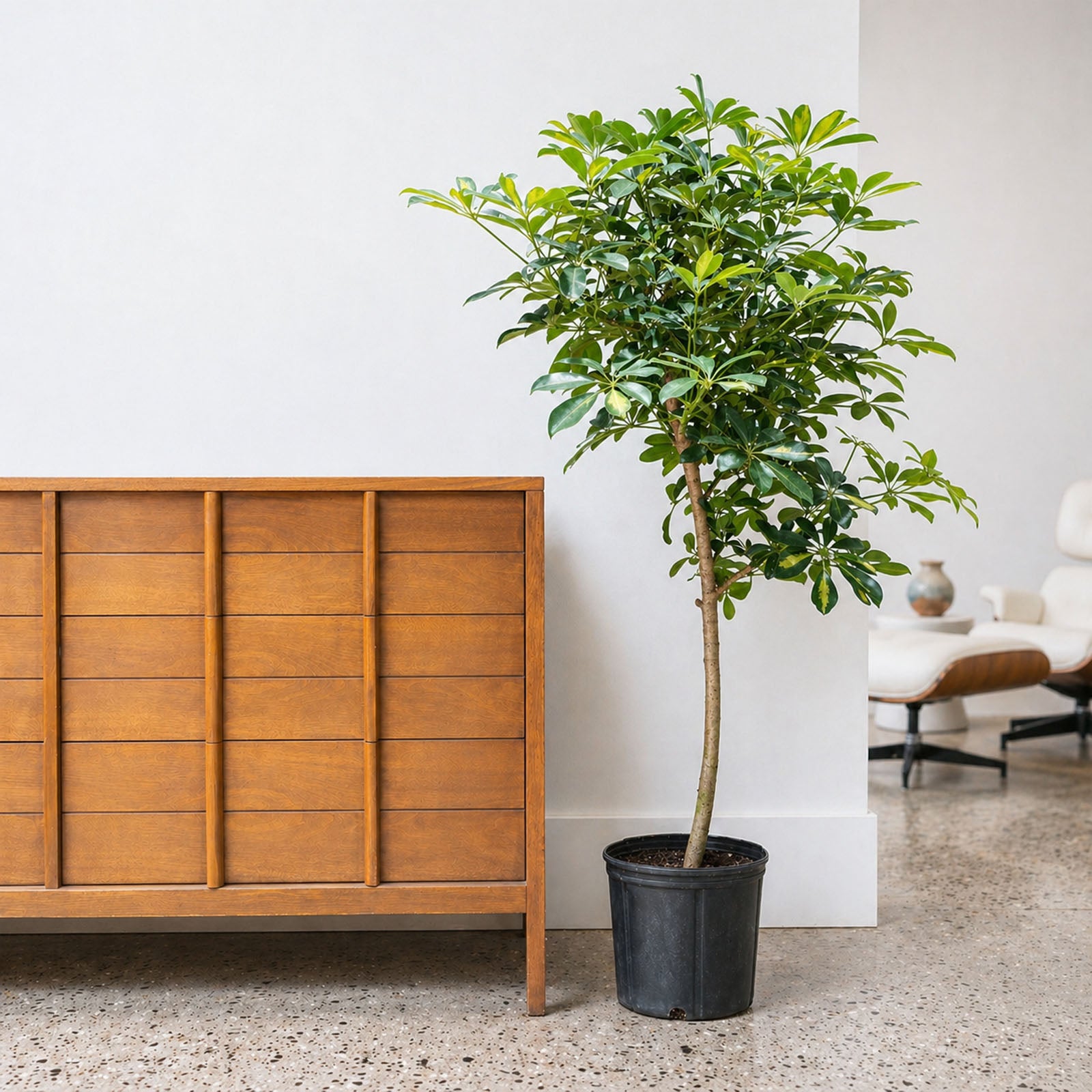 Dwarf Umbrella Tree Variegata | Care Guide and Pro Tips - Delivery from Toronto across Canada - JOMO Studio