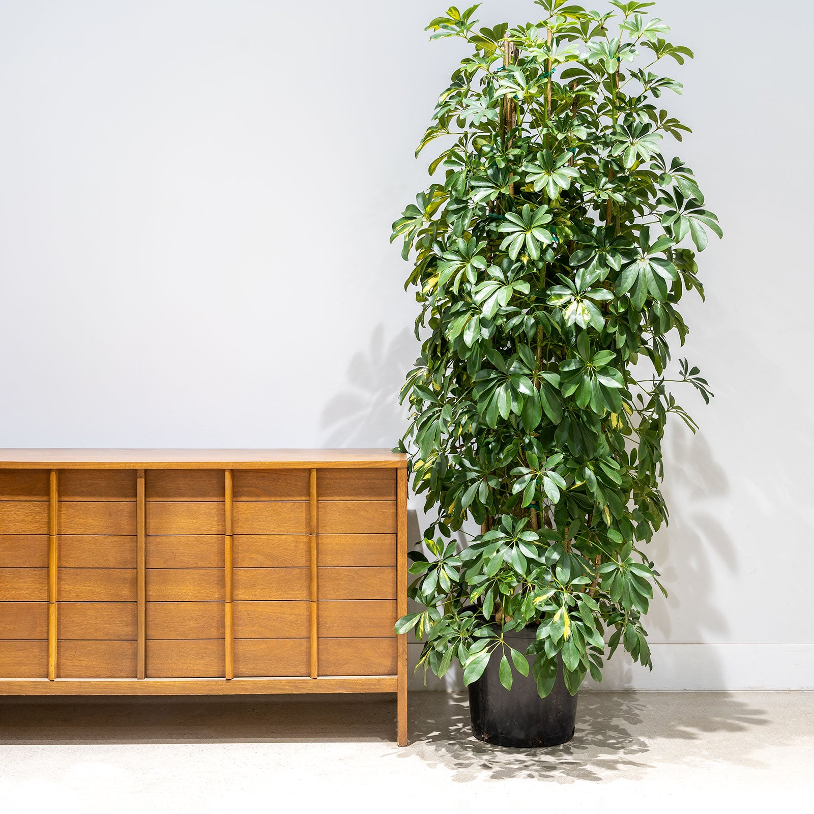 Dwarf Umbrella Tree Variegata | Care Guide and Pro Tips - Delivery from Toronto across Canada - JOMO Studio