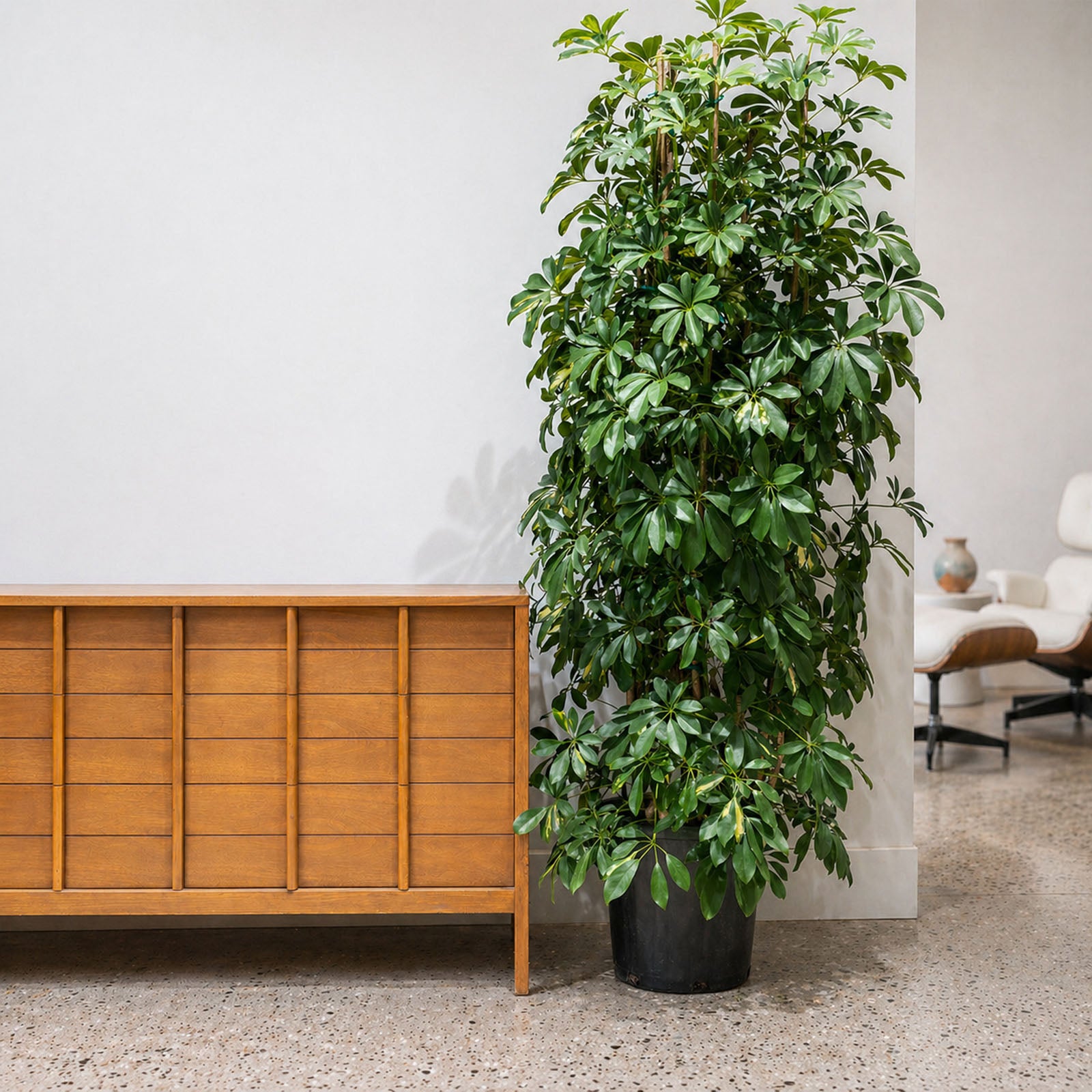 Dwarf Umbrella Tree Variegata | Care Guide and Pro Tips - Delivery from Toronto across Canada - JOMO Studio