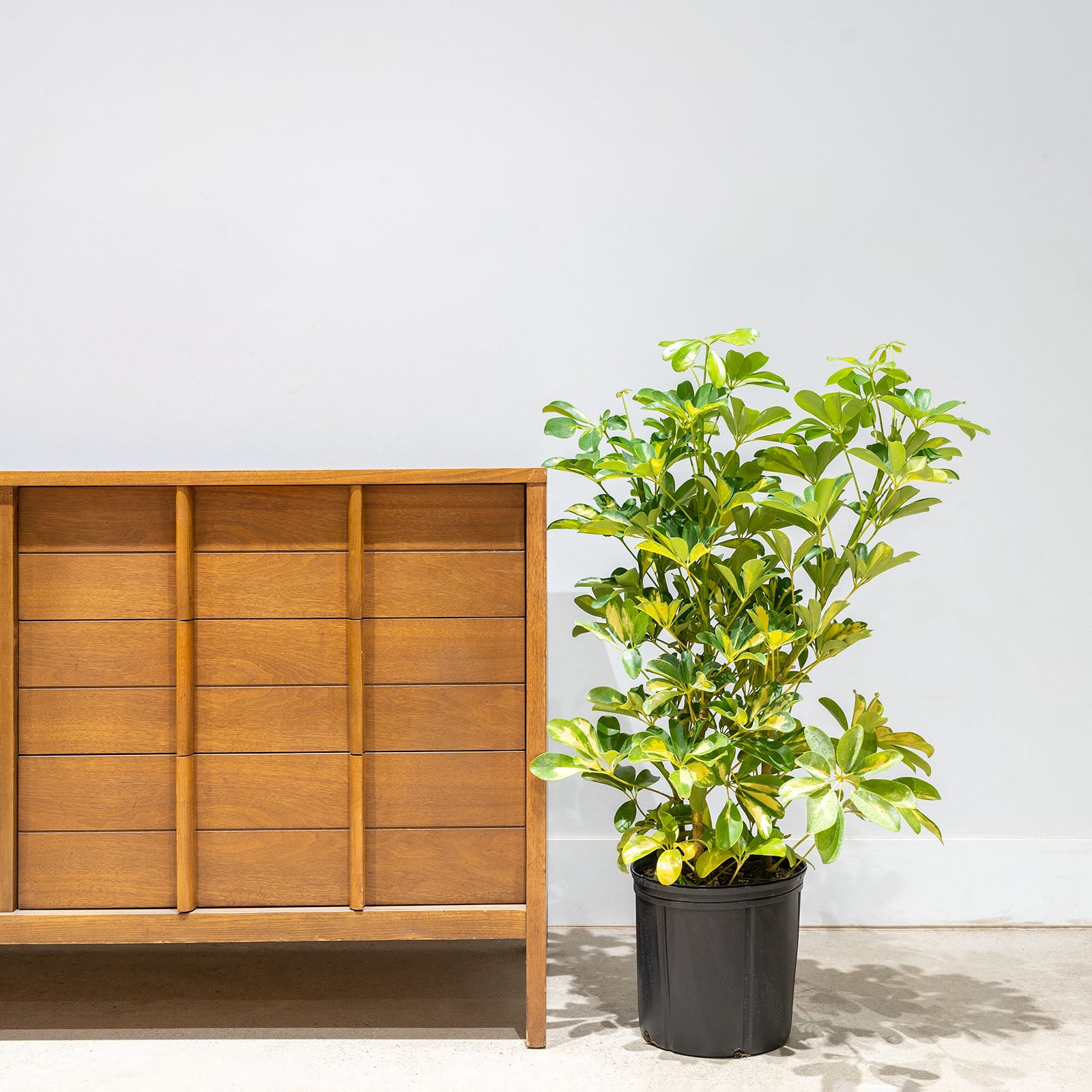 Dwarf Umbrella Tree Variegata | Care Guide and Pro Tips - Delivery from Toronto across Canada - JOMO Studio