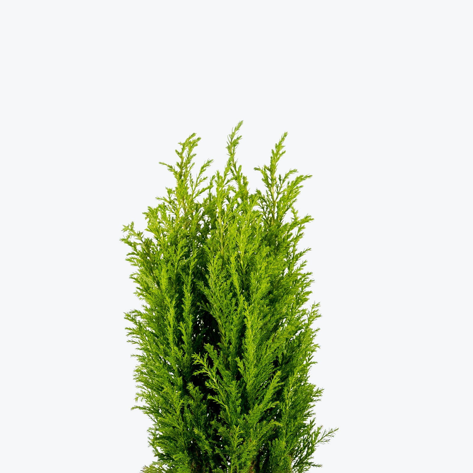 Empire Cypress - Chamaecyparis Lawsoniana Ellwood's Empire - House Plants Delivery Toronto - JOMO Studio