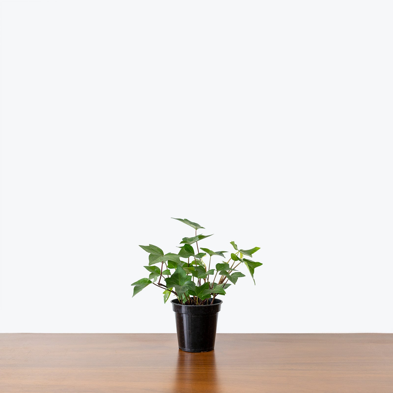 English Ivy - House Plants Delivery Toronto - JOMO Studio