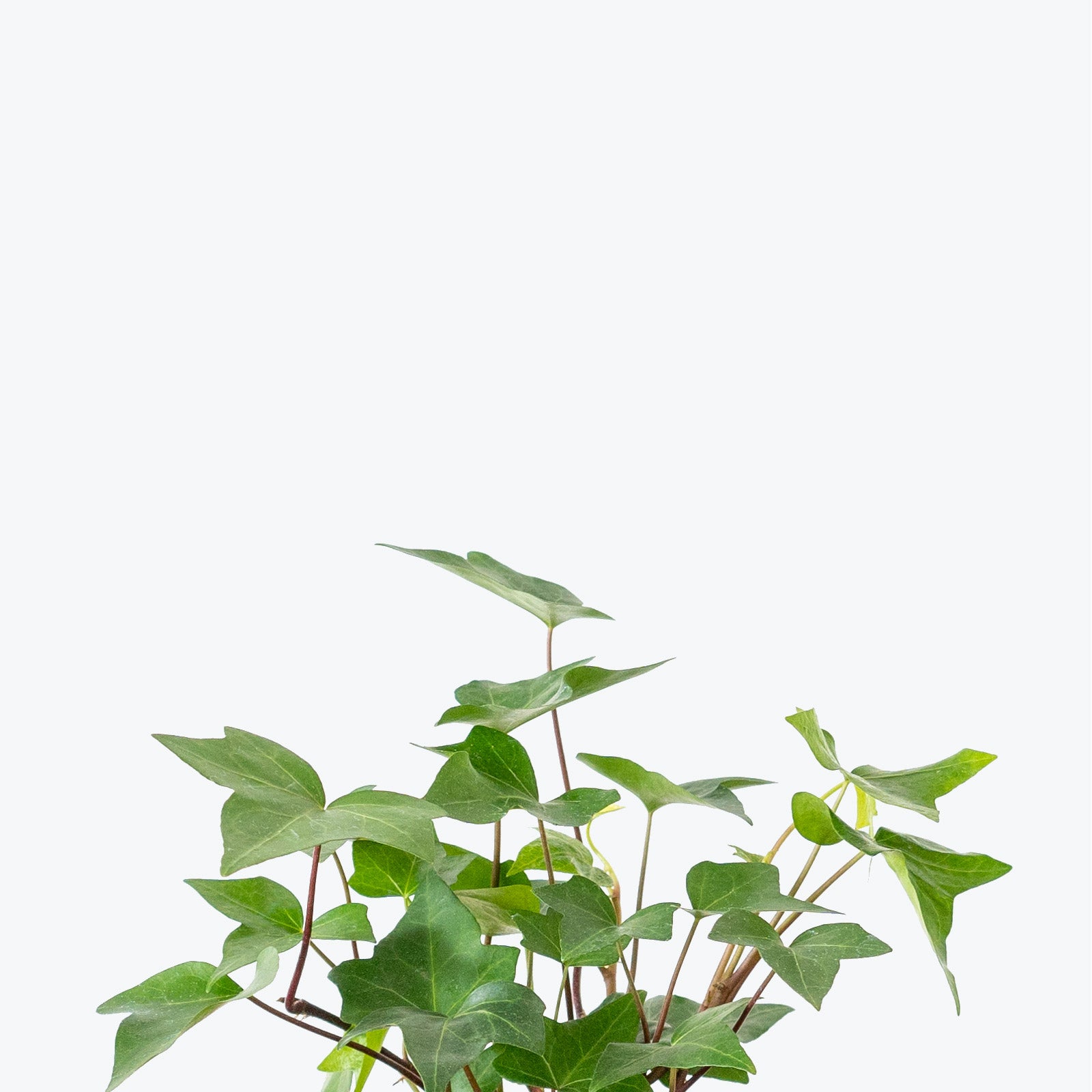 English Ivy | Care Guide and Pro Tips - Delivery from Toronto across Canada - JOMO Studio