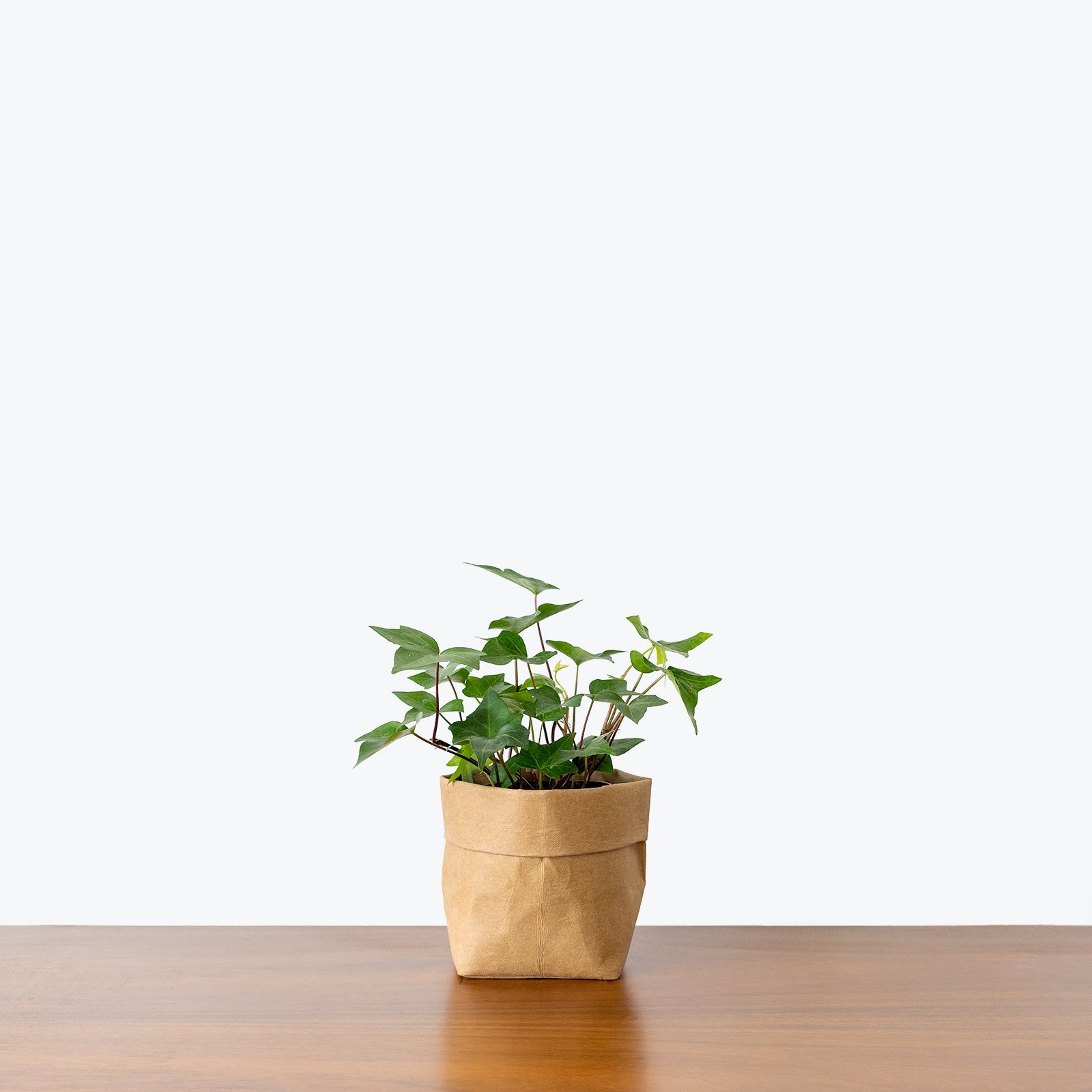 English Ivy - House Plants Delivery Toronto - JOMO Studio