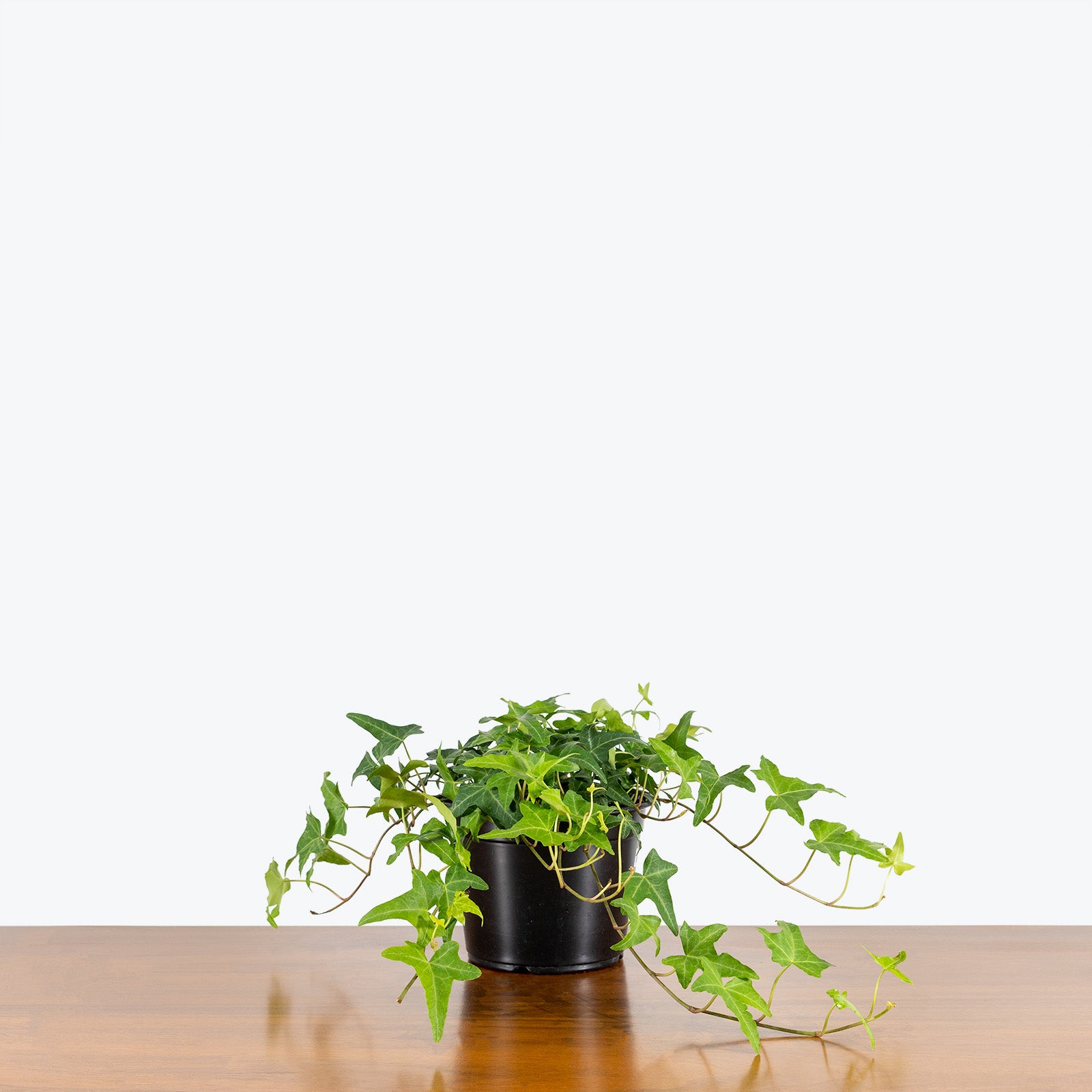 English Ivy - House Plants Delivery Toronto - JOMO Studio