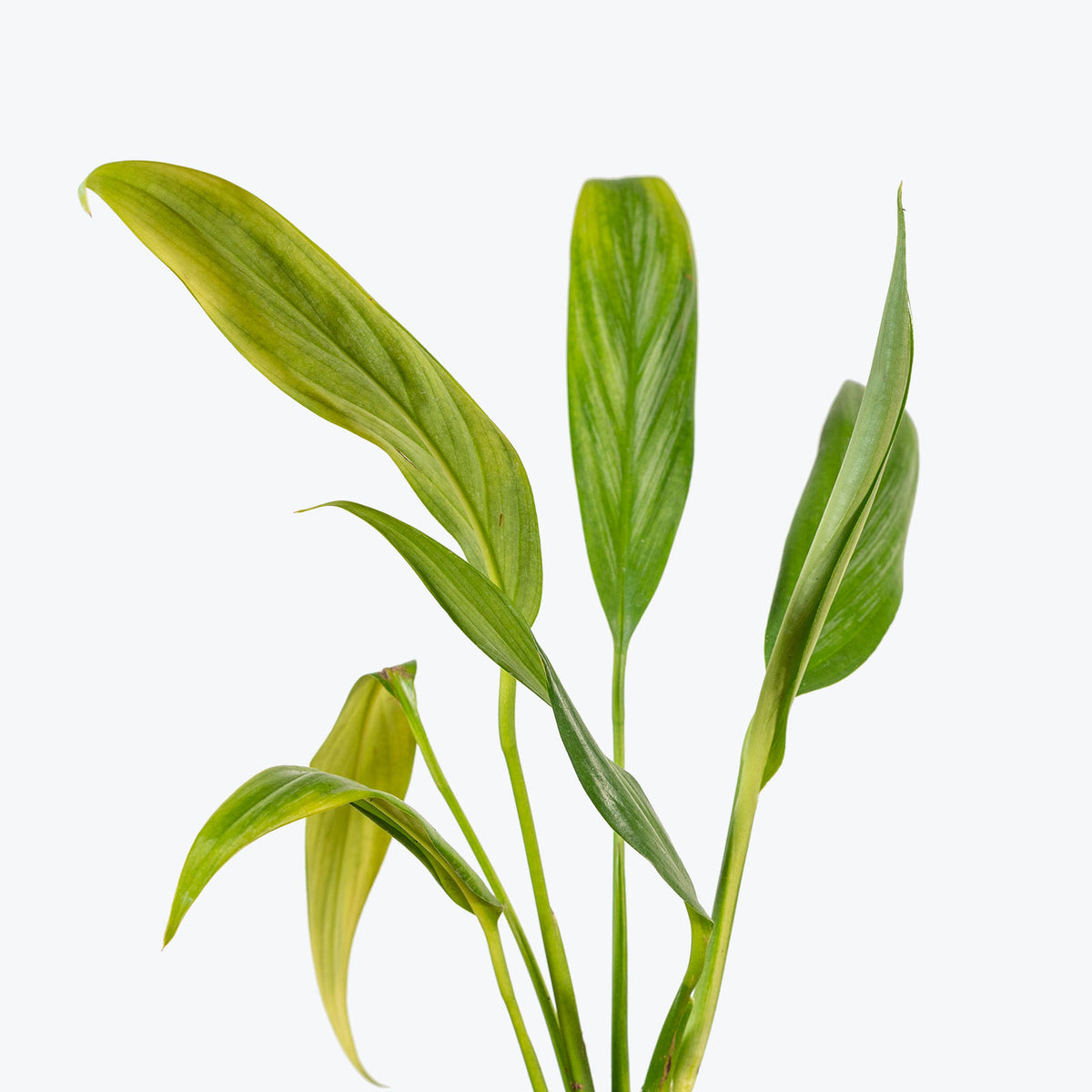 Epipremnum Amplissimum - House Plants Delivery Toronto - JOMO Studio