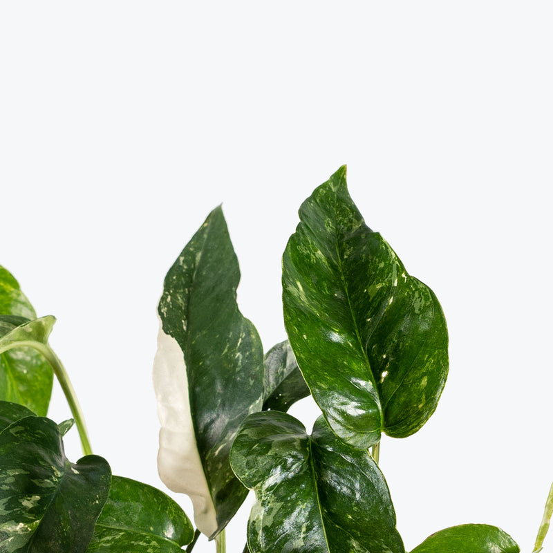 Epipremnum Pinnatum Albo | Care Guide and Pro Tips - Delivery from Toronto across Canada - JOMO Studio