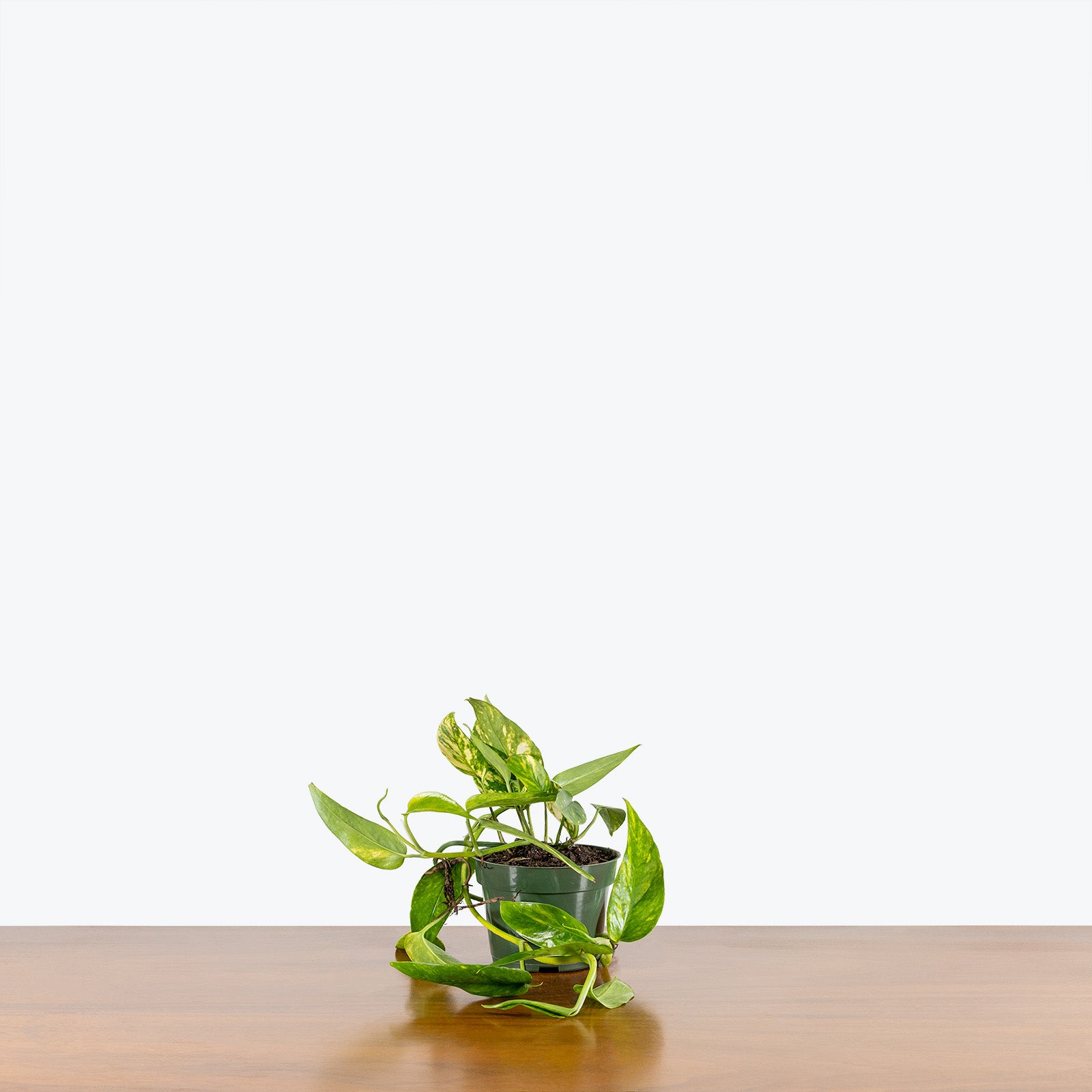 Epipremnum Pinnatum Neon | Care Guide and Pro Tips - Delivery from Toronto across Canada - JOMO Studio