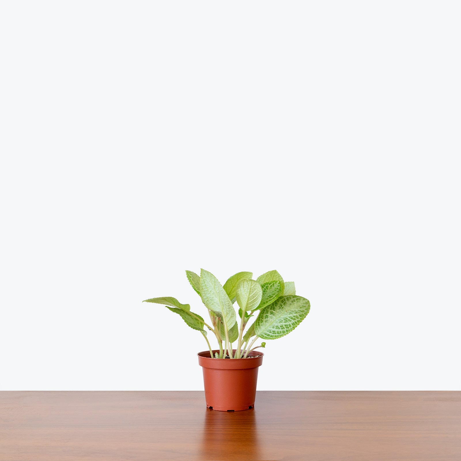 Episcia Faded Jade - House Plants Delivery Toronto - JOMO Studio