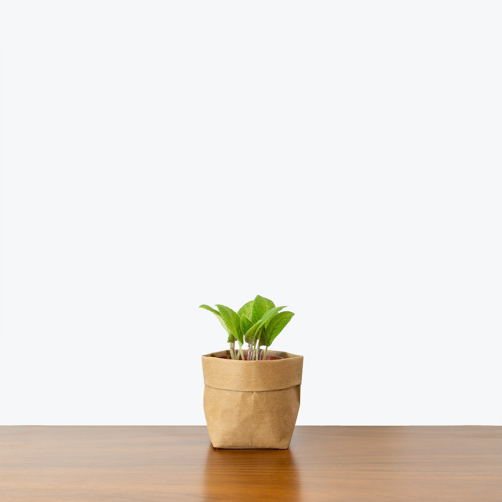 Episcia Lil Lemon - House Plants Delivery Toronto - JOMO Studio