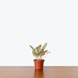 Episcia Silver Sheen — 4" Pot (larger than picture)