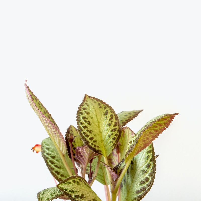 Episcia Silver Sheen - House Plants Delivery Toronto - JOMO Studio