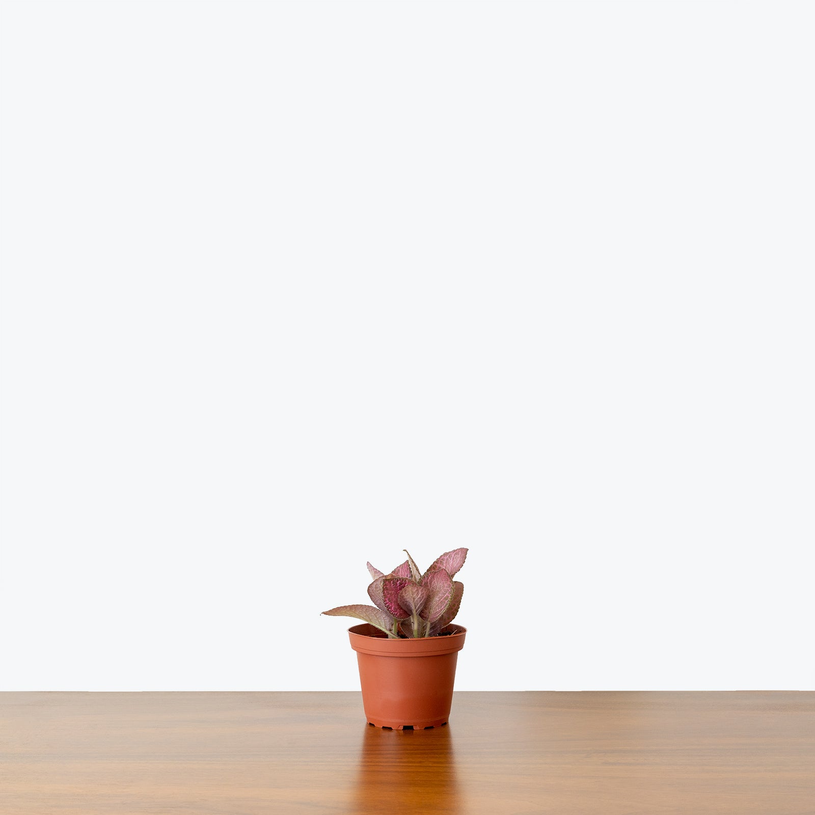 Episcia Strawberry Patch - House Plants Delivery Toronto - JOMO Studio