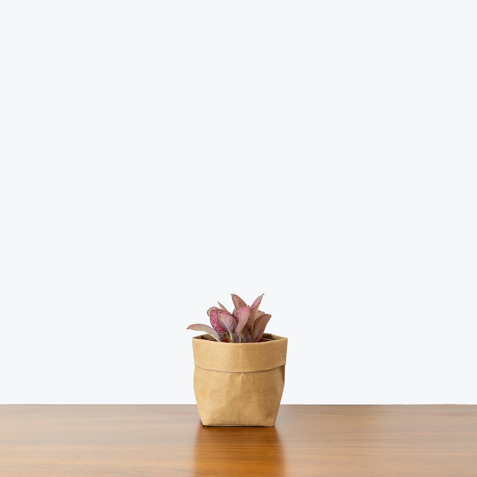 patch house plants Episcia Strawberry Patch - House Plants Delivery Toronto