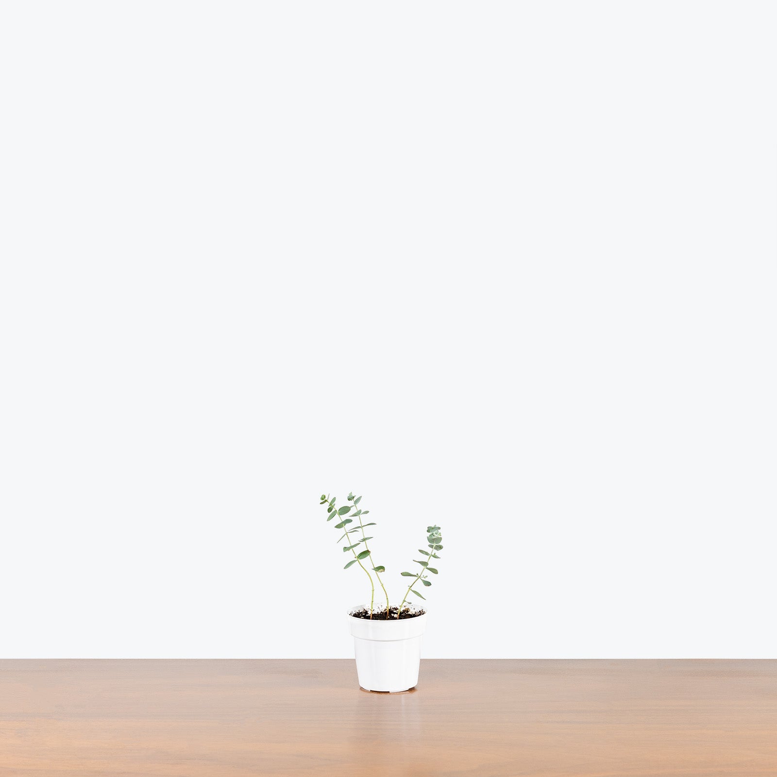 Eucalyptus Plant - House Plants Delivery Toronto - JOMO Studio