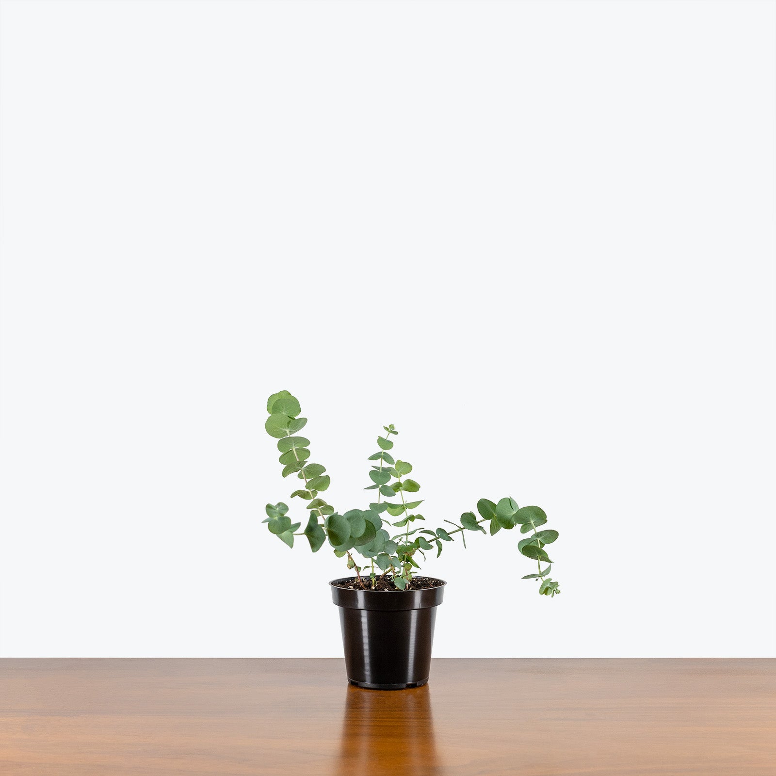 Eucalyptus Plant - House Plants Delivery Toronto - JOMO Studio