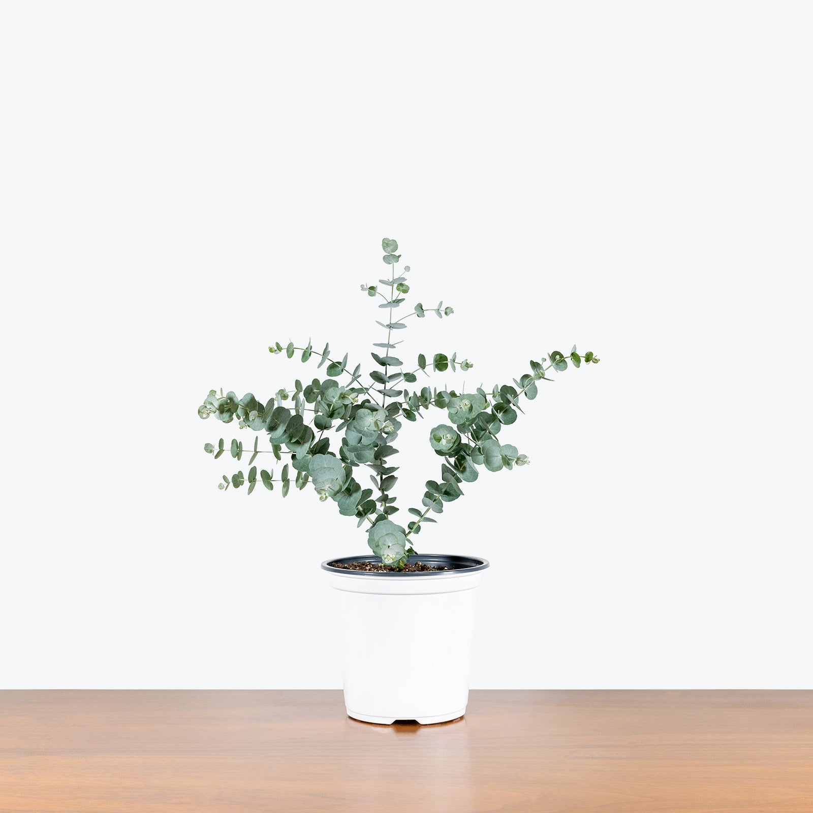 Eucalyptus Plant | Care Guide and Pro Tips - Delivery from Toronto across Canada - JOMO Studio