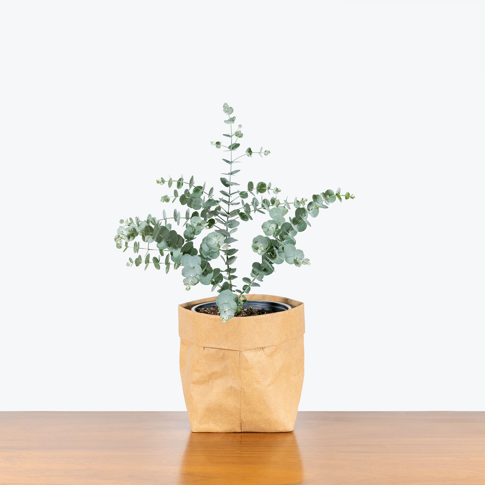 Eucalyptus Plant - House Plants Delivery Toronto - JOMO Studio