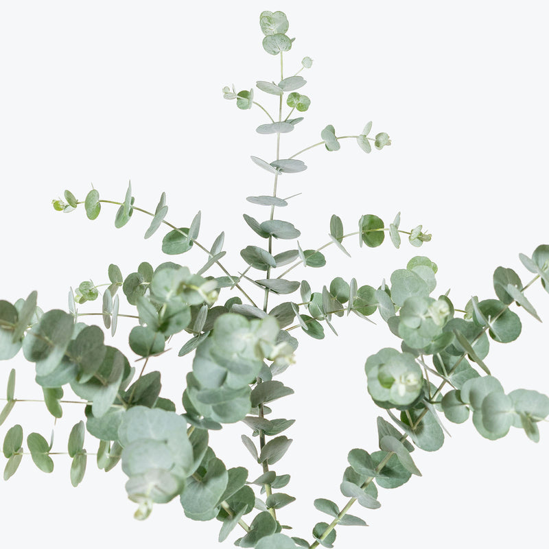 Eucalyptus Plant - House Plants Delivery Toronto - JOMO Studio