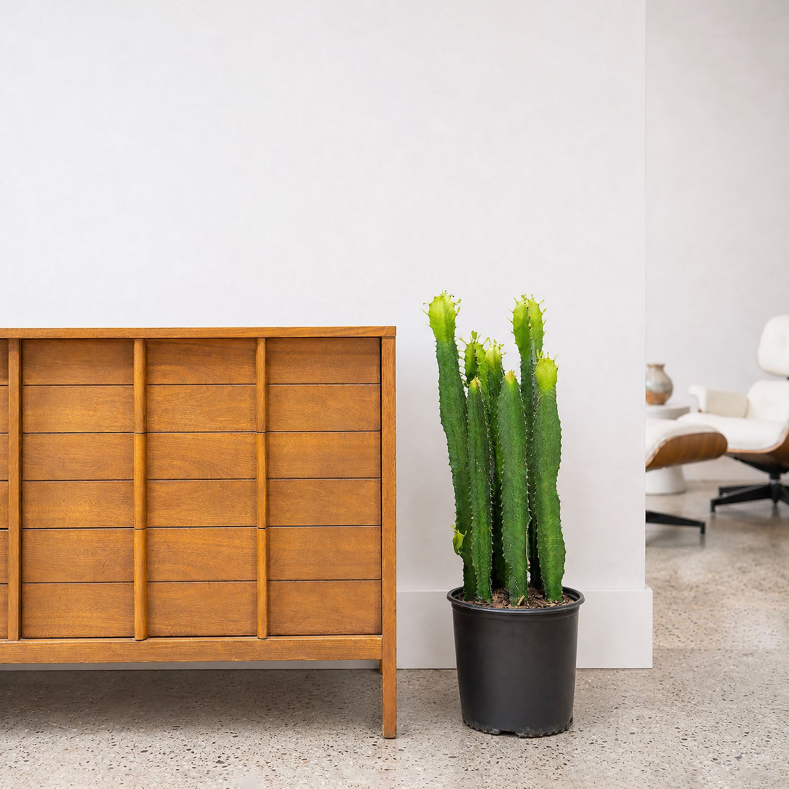 Euphorbia Acrurensis - House Plants Delivery Toronto - JOMO Studio