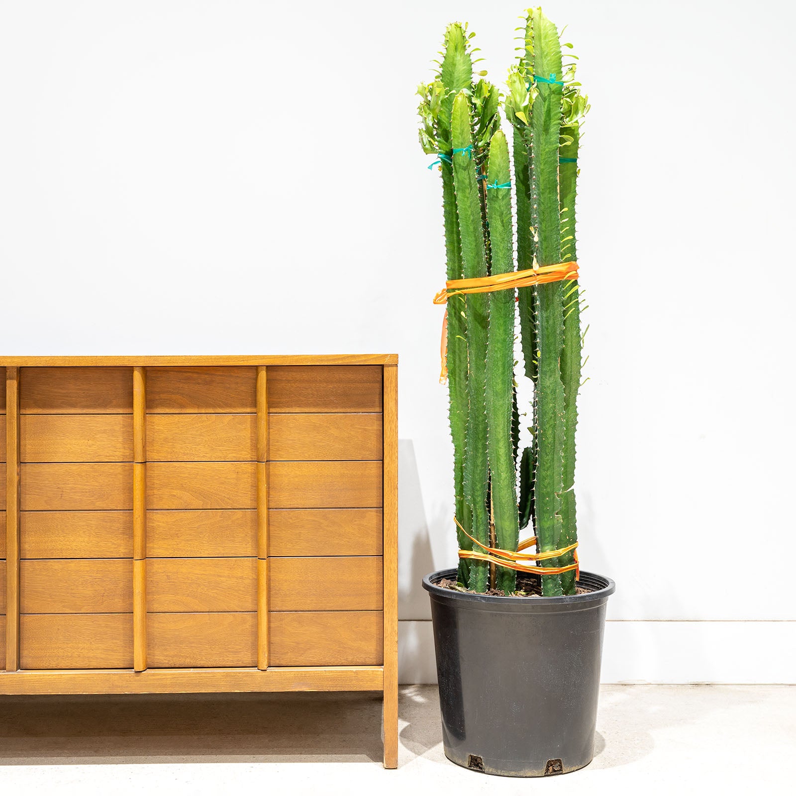 Euphorbia Acrurensis - House Plants Delivery Toronto - JOMO Studio