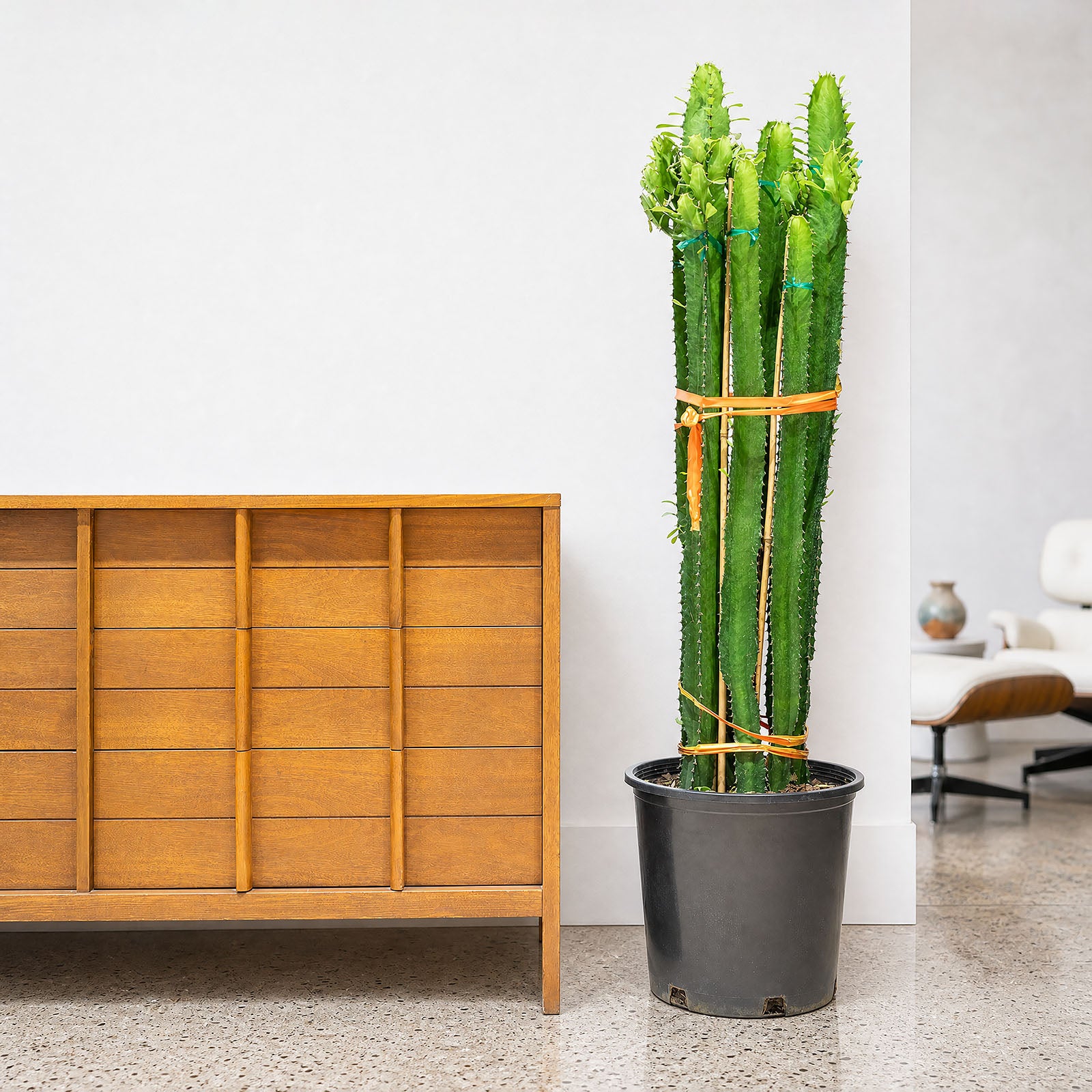 Euphorbia Acrurensis - House Plants Delivery Toronto - JOMO Studio
