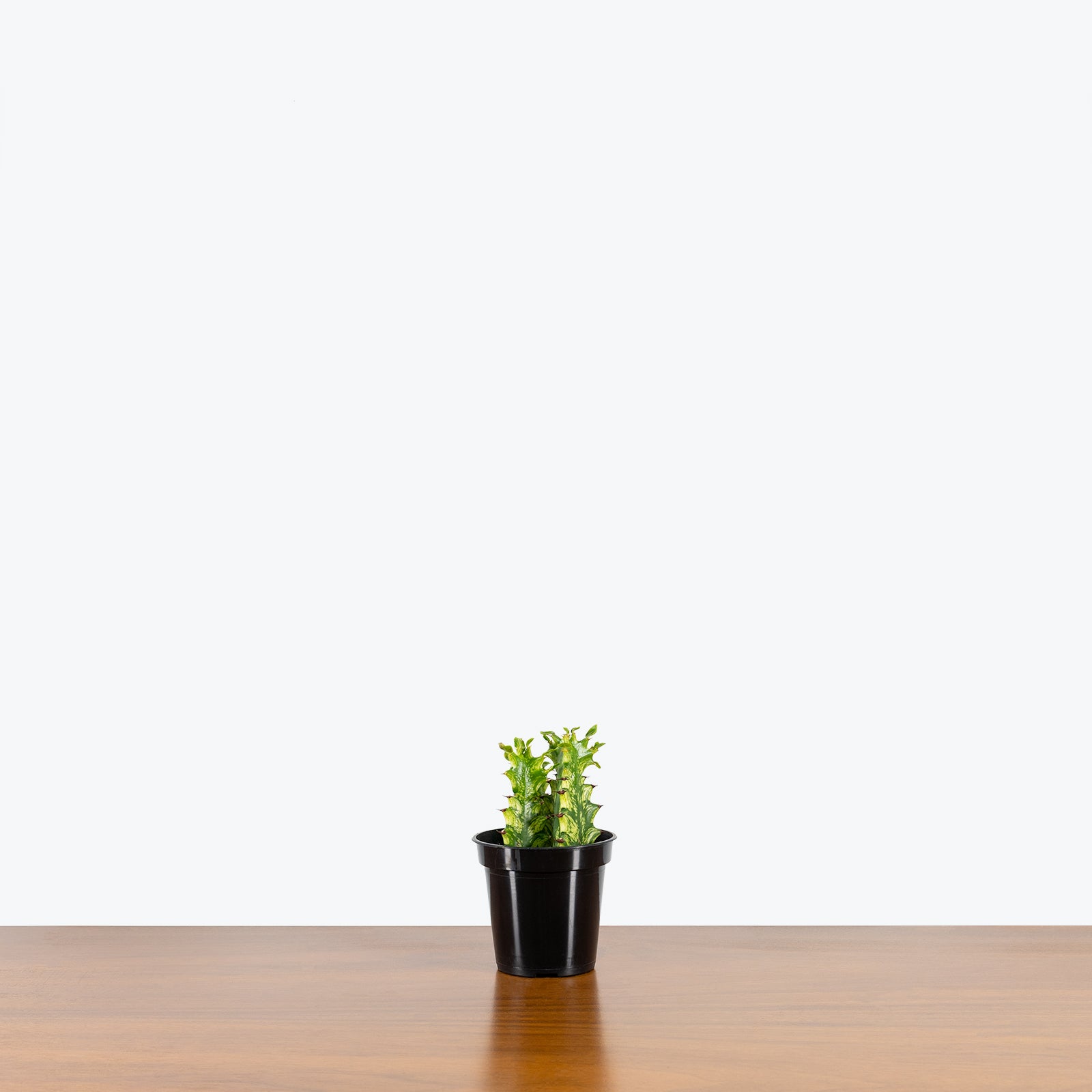 Euphorbia Acrurensis Variegata - House Plants Delivery Toronto - JOMO Studio