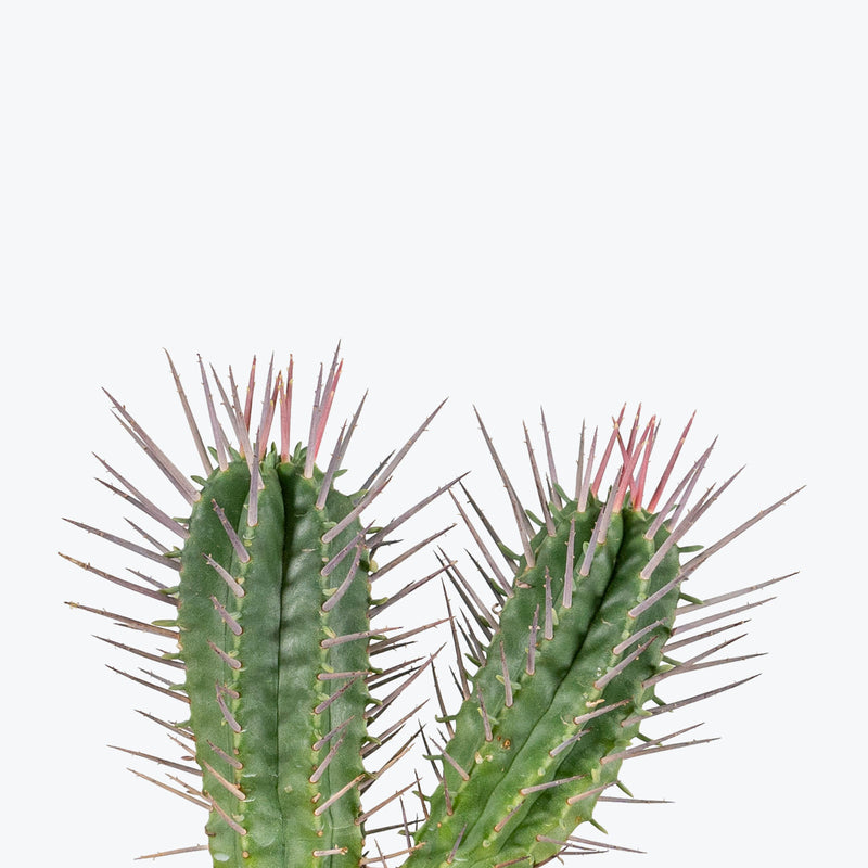 Euphorbia Ferox - House Plants Delivery Toronto - JOMO Studio