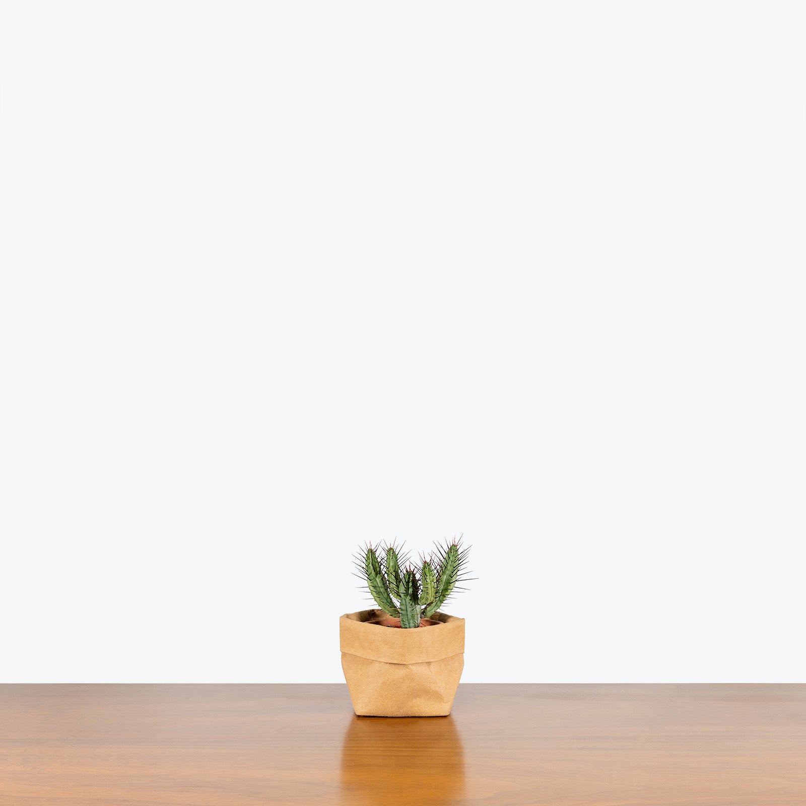 Euphorbia Pentagona - House Plants Delivery Toronto - JOMO Studio