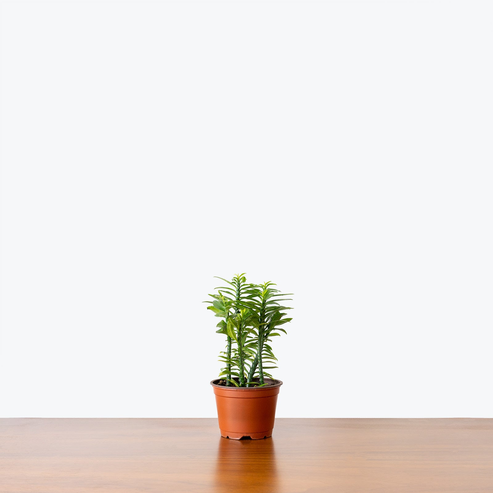 Euphorbia Tithymaloides Nana | Dwarf Devil’s Backbone | Care Guide and Pro Tips - Delivery from Toronto across Canada - JOMO Studio