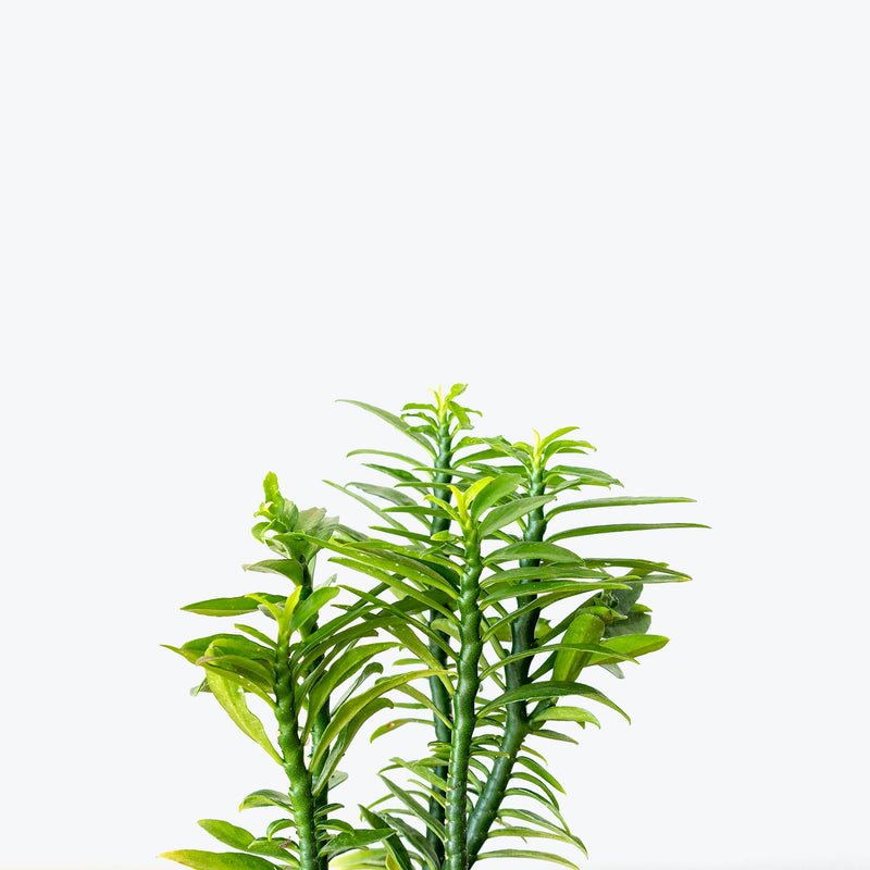 Euphorbia Tithymaloides Nana | Dwarf Devil’s Backbone | Care Guide and Pro Tips - Delivery from Toronto across Canada - JOMO Studio