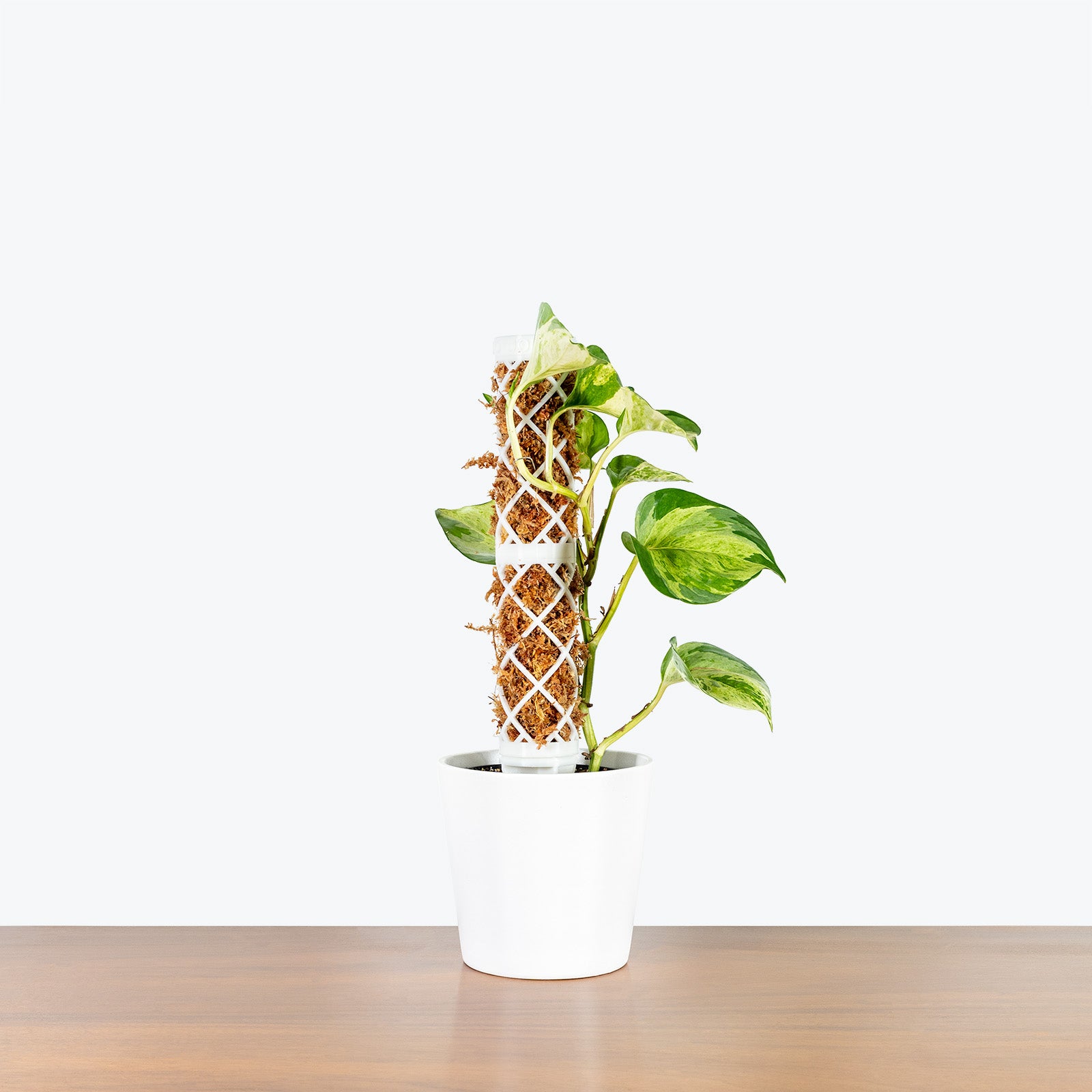 Extendable Moss Pole - 3D Printed Plant Support - House Plants Delivery Toronto - JOMO Studio