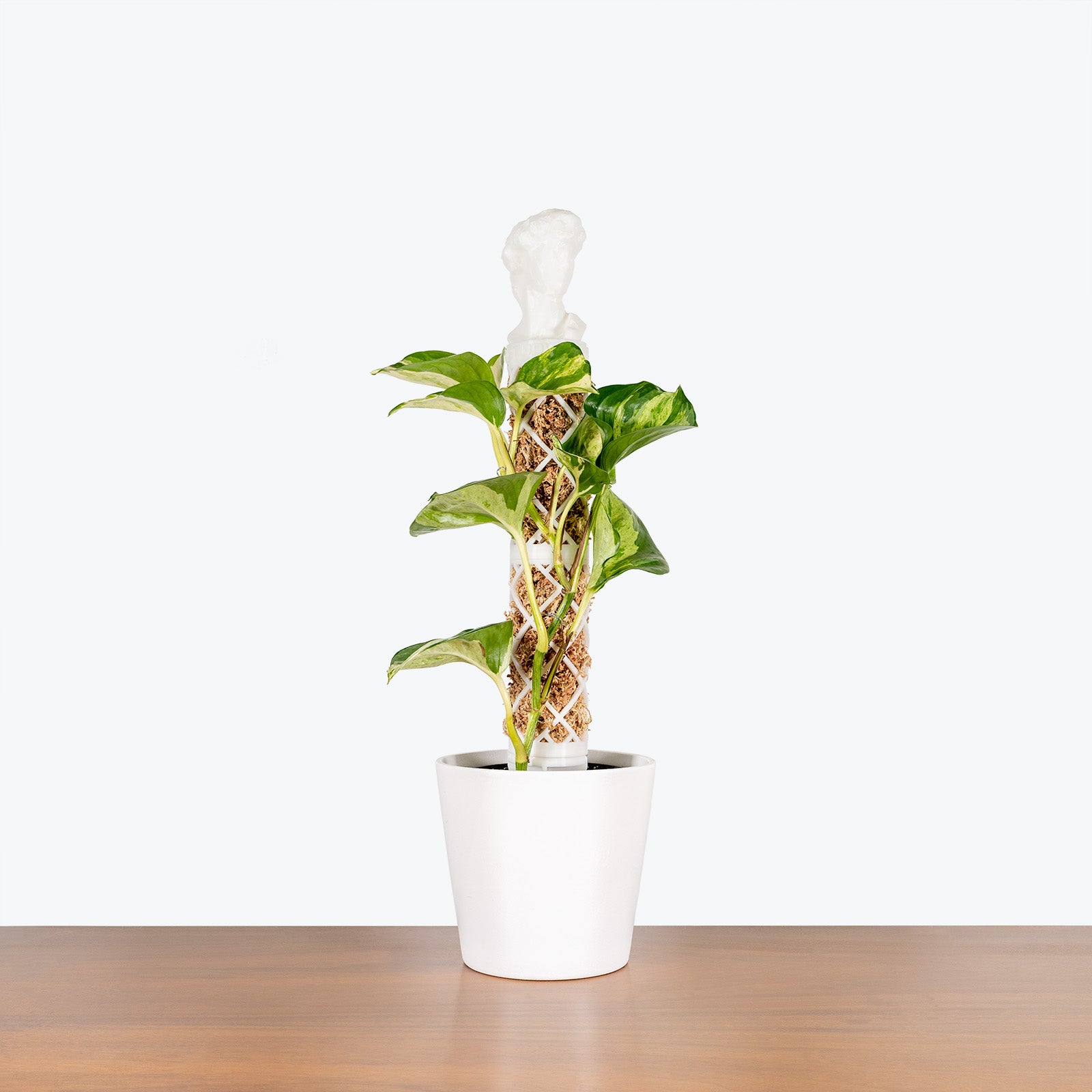 Extendable Moss Pole - 3D Printed Plant Support - House Plants Delivery Toronto - JOMO Studio