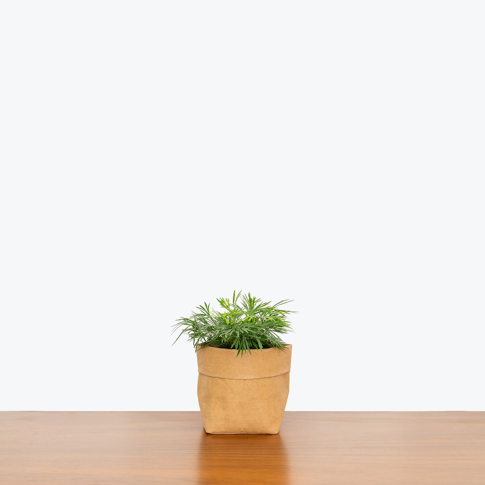 Eyelash Fern - Actiniopteris Semiflabellata - House Plants Delivery Toronto - JOMO Studio