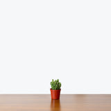 Fairy Castle Cactus — 2.5" Pot