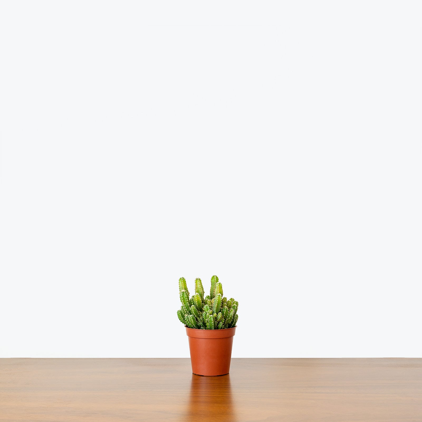 Fairy Castle Cactus | Care Guide and Pro Tips - Delivery from Toronto across Canada - JOMO Studio