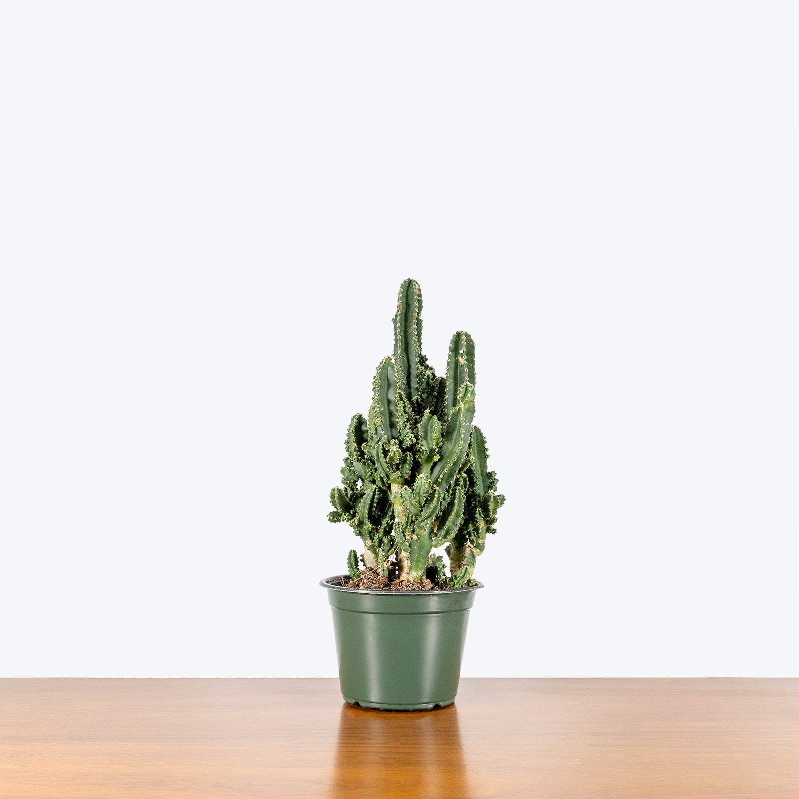 Fairy Castle Cactus - House Plants Delivery Toronto - JOMO Studio