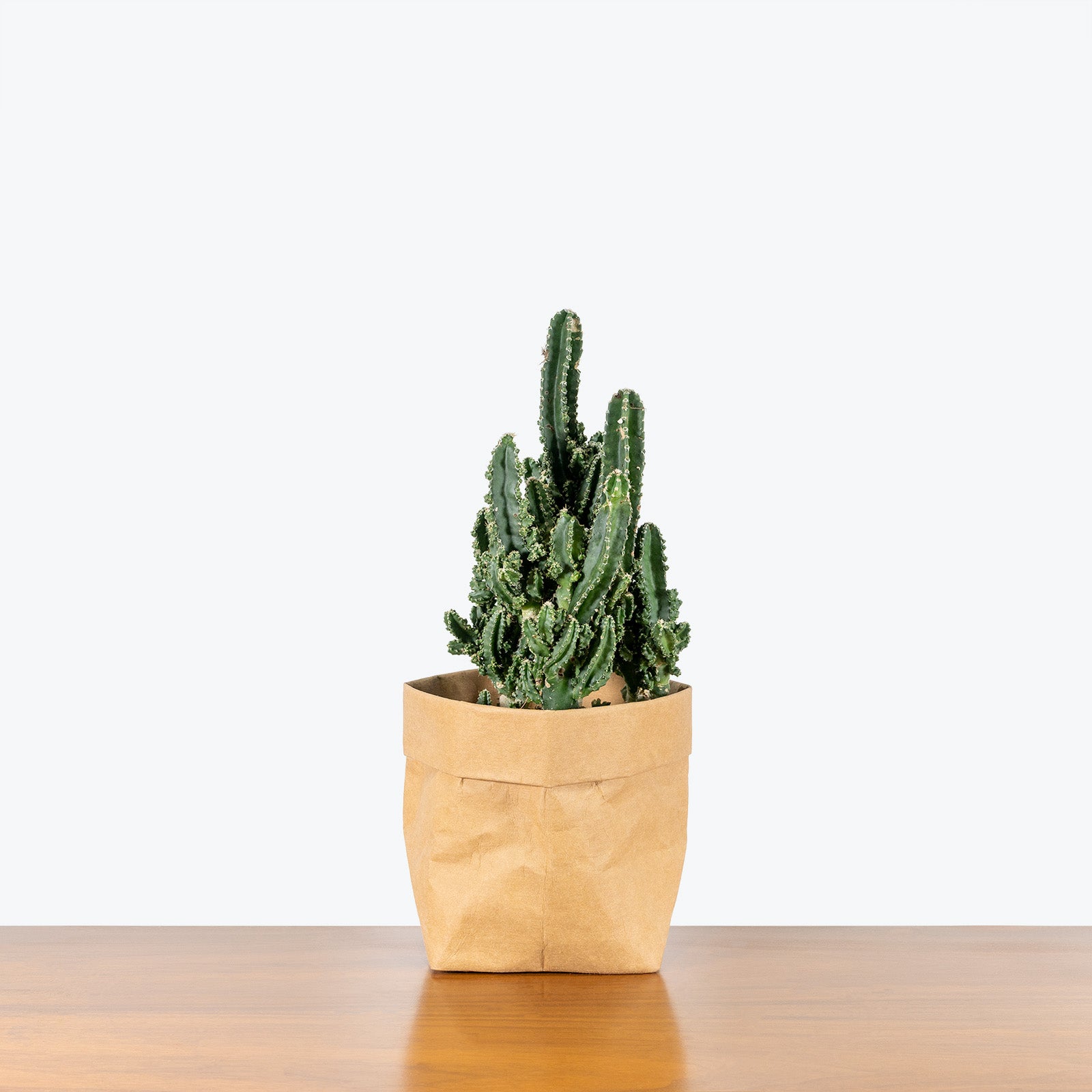 Fairy Castle Cactus - House Plants Delivery Toronto - JOMO Studio